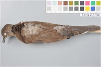 藏品(紅鳩)的圖片